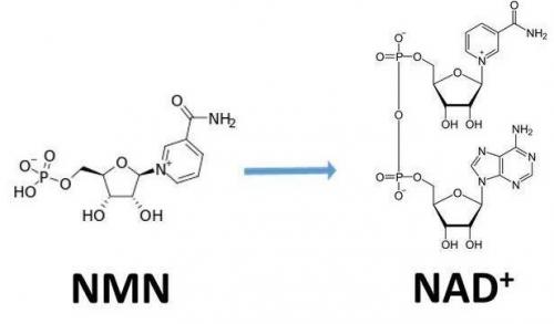 從生物學(xué)角度看NMN:為何能延緩衰老和提高免疫力？